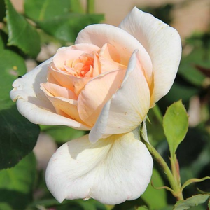 Rosa Grand Mogul - bela - Vrtnica čajevka